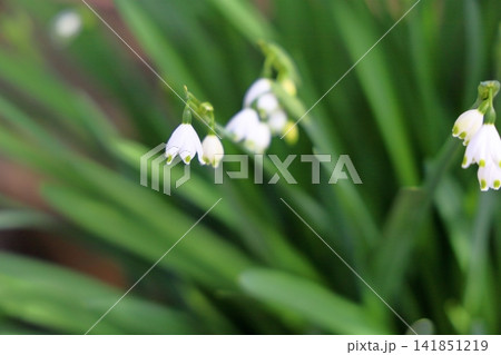 春花 スノーフレークの花 春花 スノーフレークの花 141851219