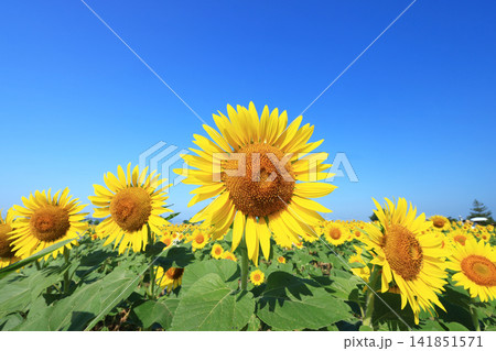 ひまわり畑9164 ひまわり畑9164 141851571
