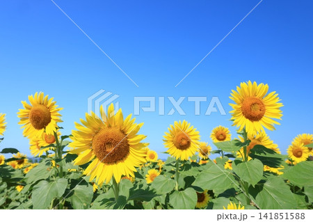 ひまわり畑91212 ひまわり畑91212 141851588