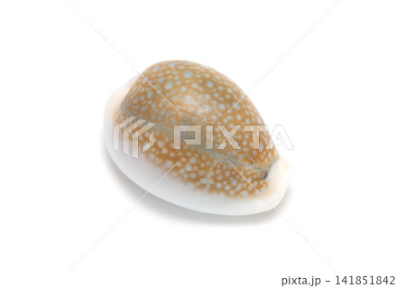 ハツユキダカラ ハツユキダカラ 141851842