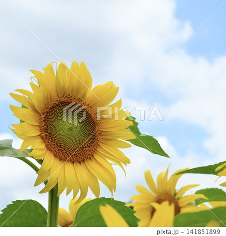 ひまわりの花と青空と白い雲 141851899