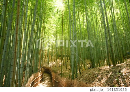 竹林813 竹林813 141851926