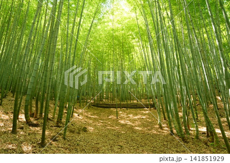 竹林892 竹林892 141851929