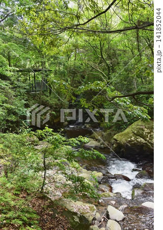 湯河原町 万葉公園湯河原惣湯川の道沿いの千歳川と新緑 湯河原町 万葉公園湯河原惣湯川の道沿いの千歳川と新緑 141852044