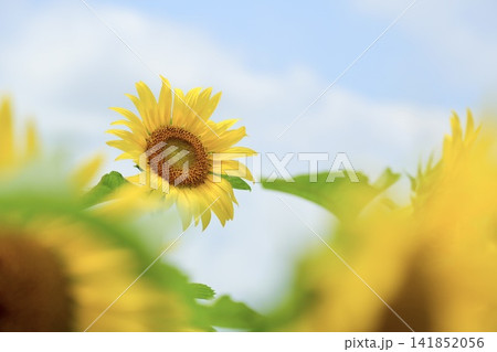 ひまわりの花と青空と白い雲 ひまわりの花と青空と白い雲 141852056