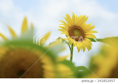 ひまわりの花と青空と白い雲 ひまわりの花と青空と白い雲 141852057