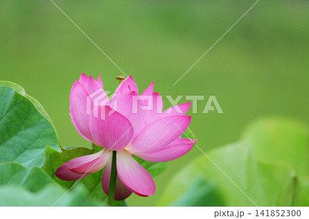 蓮の花とミツバチ1180573 141852300