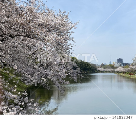 福岡城址の桜とお堀の風景 141852347