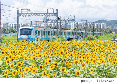 小田急線の電車とひまわり畑 小田急線の電車とひまわり畑 141852387