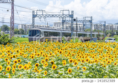 小田急線の電車とひまわり畑 小田急線の電車とひまわり畑 141852389