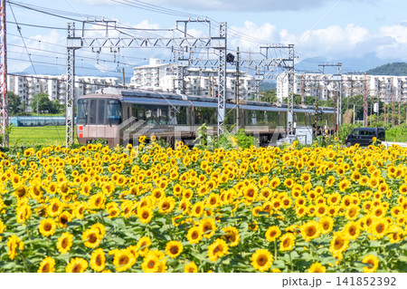 小田急線の電車とひまわり畑 小田急線の電車とひまわり畑 141852392