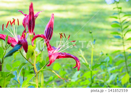 夏の花々満開の蓼科高原　バラクラ イングリッシュ ガーデン 141852559