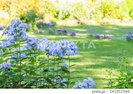 夏の花々満開の蓼科高原　バラクラ イングリッシュ ガーデン 141852560