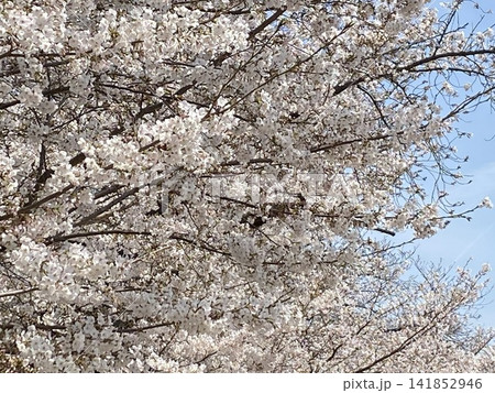 福岡城址の桜と青空 福岡城址の桜と青空 141852946