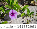 浜辺で咲くグンバイヒルガオ 141852961
