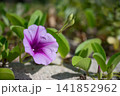 浜辺で咲くグンバイヒルガオ 141852962