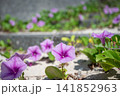 浜辺で咲くグンバイヒルガオ 141852963