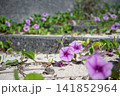 浜辺で咲くグンバイヒルガオ 141852964