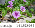 浜辺で咲くグンバイヒルガオ 141852965