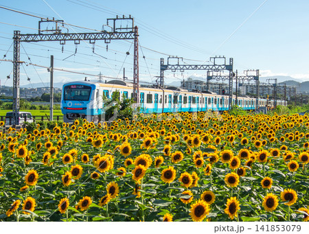 小田急線の電車とひまわり畑 小田急線の電車とひまわり畑 141853079