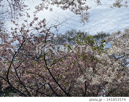 福岡城址の桜と青空 福岡城址の桜と青空 141853574