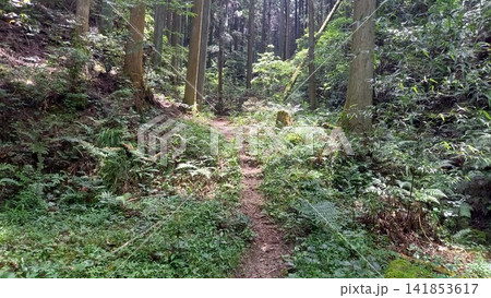 大野城 主城原礎石群への入口付近の山道 大野城 主城原礎石群への入口付近の山道 141853617