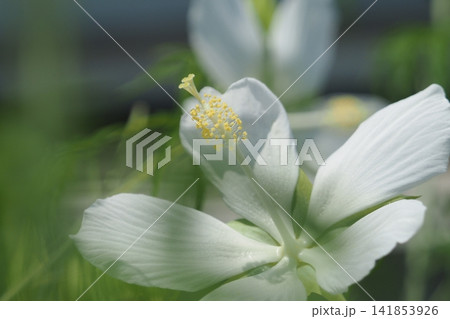 白いモミジアオイの花 白いモミジアオイの花 141853926