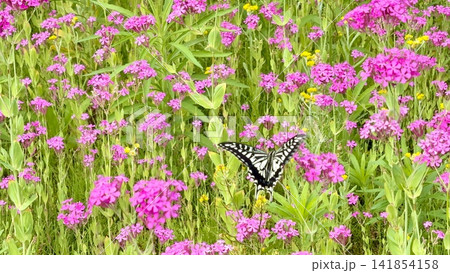 ピンクの花畑に舞うアゲハチョウと鮮やかな花 141854158