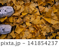イチョウの落ち葉　紅葉 141854237