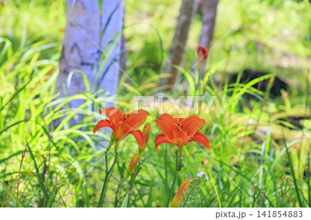 花満開の富士見高原リゾート 白樺エリア 花満開の富士見高原リゾート 白樺エリア 141854883