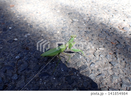 京都 オオカマキリ メス 京都 オオカマキリ メス 141854984