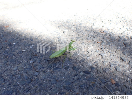 京都 オオカマキリ メス 京都 オオカマキリ メス 141854985