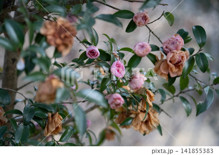 咲き残るピンクのツバキと枯れた花 咲き残るピンクのツバキと枯れた花 141855383