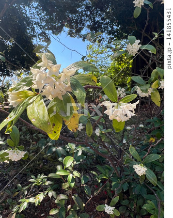 木立の中で咲く白いジンチョウゲの花 早春の庭 141855431