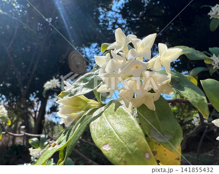 木漏れ日を受けて咲く白いジンチョウゲの花のクローズアップ 木漏れ日を受けて咲く白いジンチョウゲの花のクローズアップ 141855432