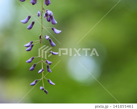 新緑の森に咲く、藤の花 141855461