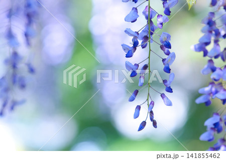 藤の花一輪 藤の花一輪 141855462