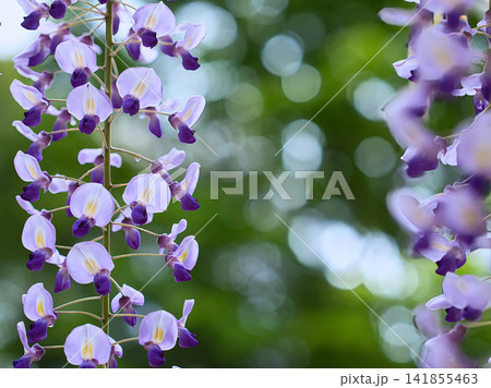 白い藤の花 141855463
