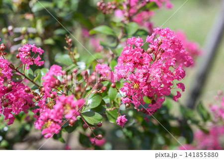 サルスベリ ピンク お花 植物 夏 秋 141855880