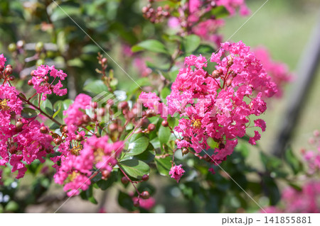サルスベリ ピンク お花 植物 夏 秋 サルスベリ ピンク お花 植物 夏 秋 141855881