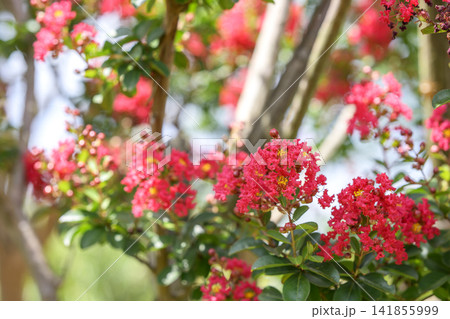 サルスベリの花 夏の花 赤色 イメージ サルスベリの花 夏の花 赤色 イメージ 141855999