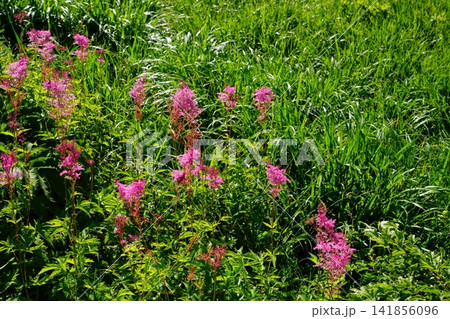シモツケソウの花 シモツケソウの花 141856096