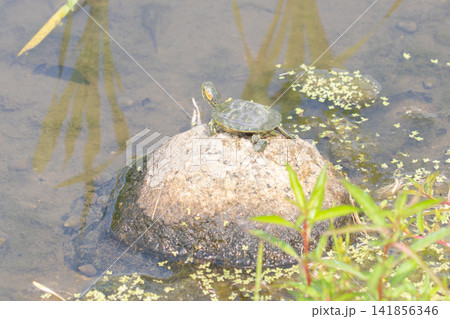 池の岩に登って日光浴するミドリガメ 池の岩に登って日光浴するミドリガメ 141856346