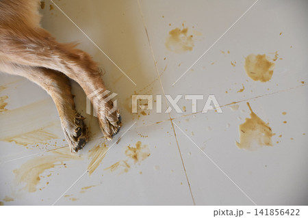 Dirty dog paws leaving muddy footprints and stains on a clean white tiled floor inside a house Dirty dog paws leaving muddy footprints and stains on a clean white tiled floor inside a house 141856422
