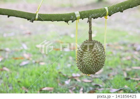 fresh durian fruits hanging on the branches of a durian tree in an orchard, carefully tied with colorful ropes to prevent falling. fresh durian fruits hanging on the branches of a durian tree in an orchard, carefully tied with colorful ropes to prevent falling. 141856425