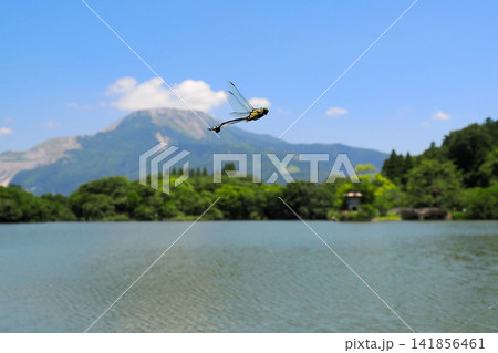 伊吹山をバックに飛翔するウチワヤンマ 141856461