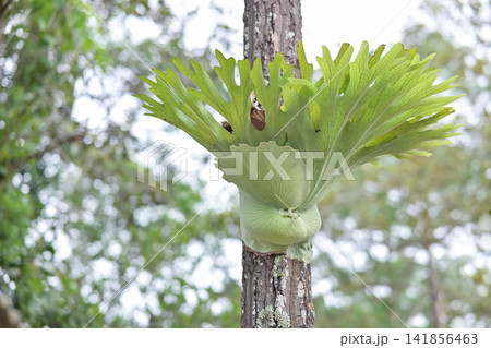 A vibrant green staghorn fern (Platycerium superbum or similar species) is captured growing epiphytically on a textured tree trunk. A vibrant green staghorn fern (Platycerium superbum or similar species) is captured growing epiphytically on a textured tree trunk. 141856463