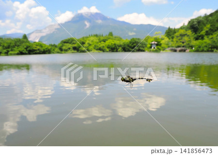 伊吹山をバックに飛翔するウチワヤンマ 伊吹山をバックに飛翔するウチワヤンマ 141856473
