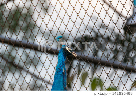 Blue peacock standing behind wire mesh fencing vibrant plumage distinctive crest representing captive wildlife exotic birds zoo animal conservation 141856499