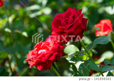 Vibrant red roses blooming among lush green leaves sunny garden representing romance love natural beauty floral elegance ornamental gardening 141856501